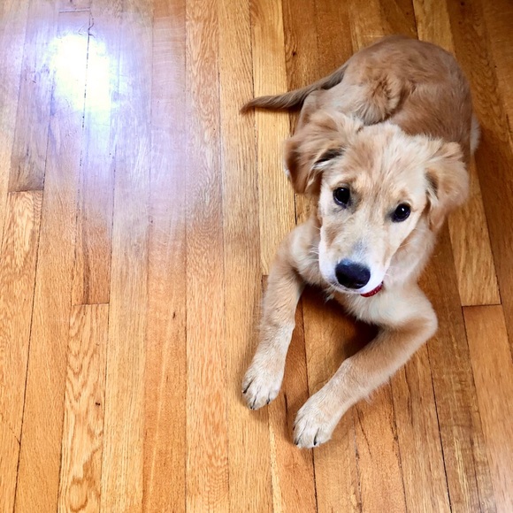 Meet your Posher, Jessica - Picture 3 of 4